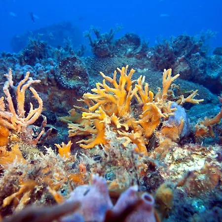 Le Tegnue 4* Sottomarina